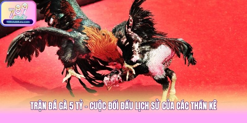 Trận Đá Gà 5 Tỷ - Cuộc Đối Đầu Lịch Sử Của Các Thần Kê