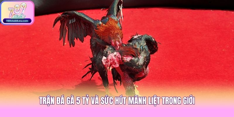 Trận đá gà 5 tỷ và sức hút mãnh liệt trong giới